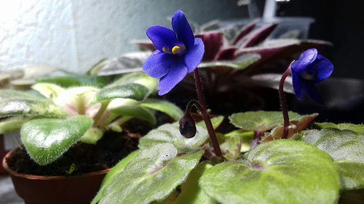 my plants