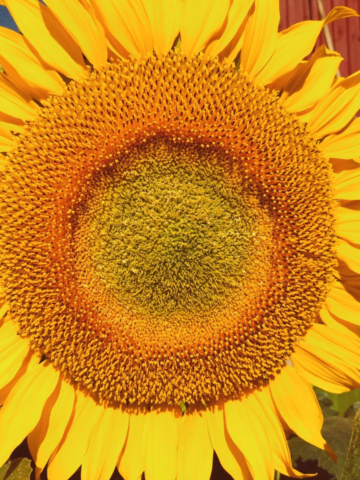 Sunflower