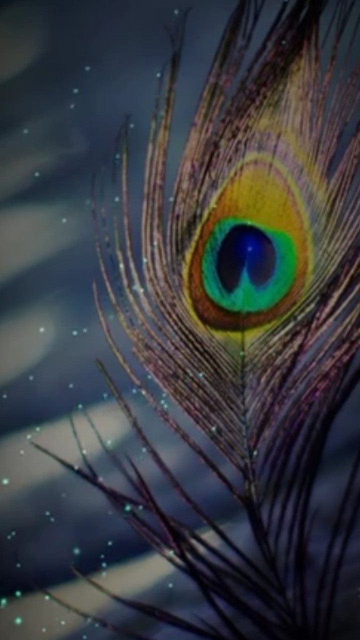 peacock Feather