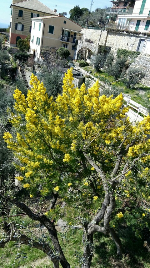 Mimosa From Pieve Alta Genova Italy