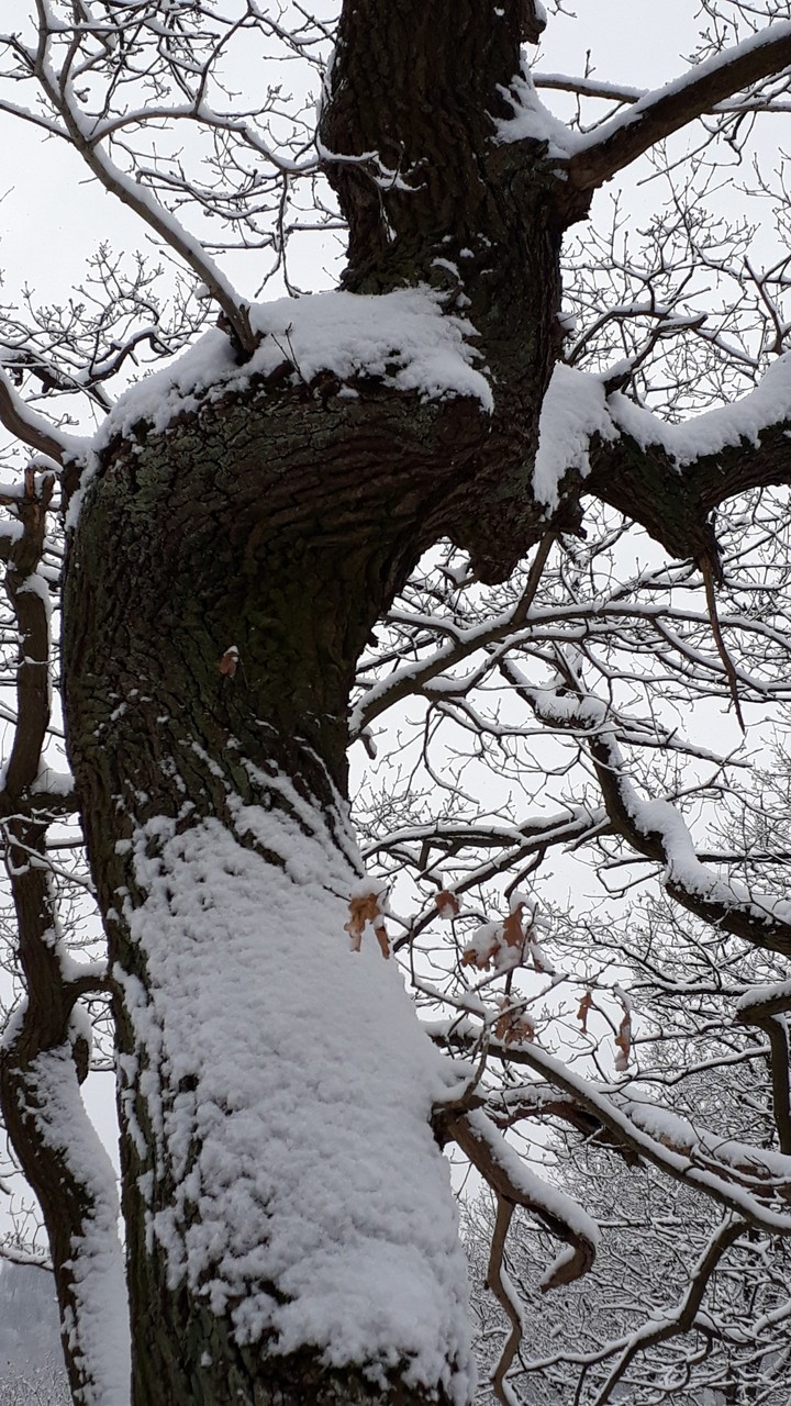 Tree Oak