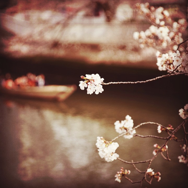 sakura