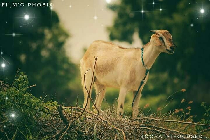 Nature