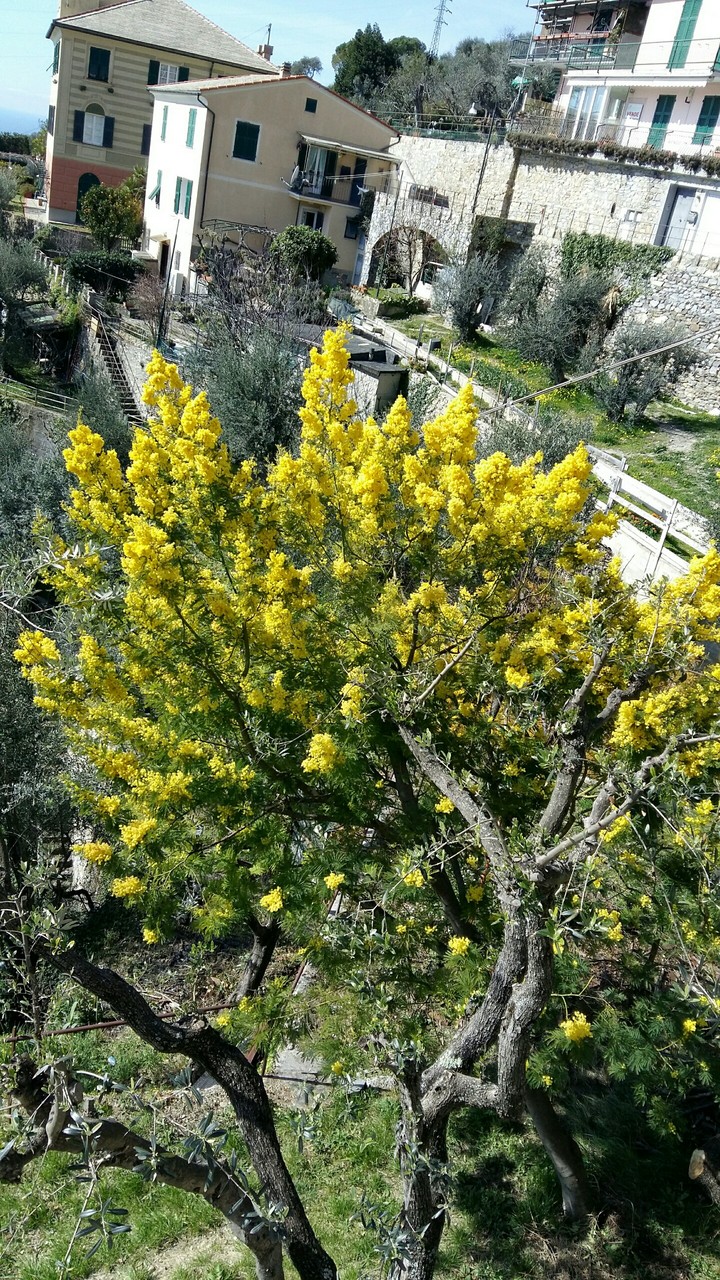 Mimosa From Pieve Alta Genova Italy