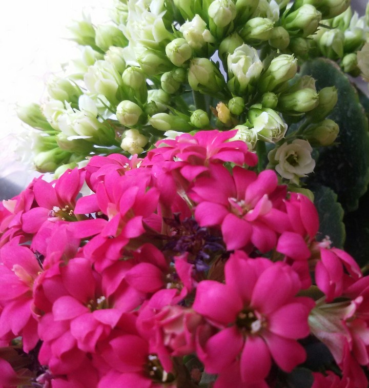 ❀ flower