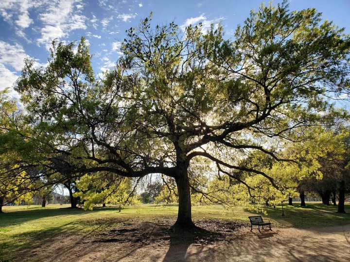Austin Tree