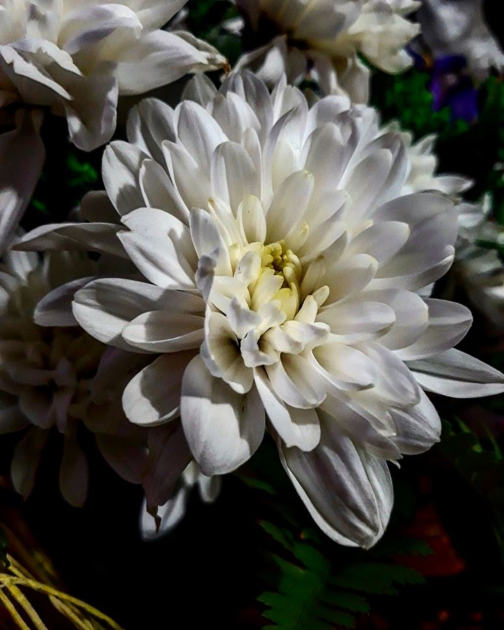 #flower