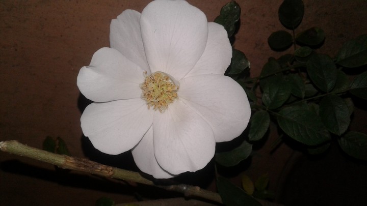 # I'm click