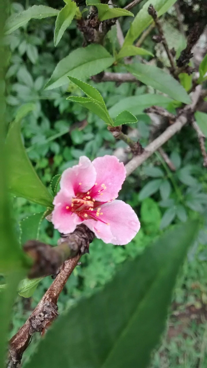 Peach flower