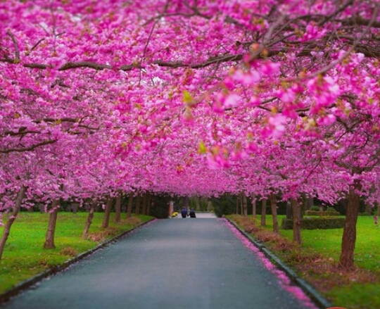 Pinke baum Allee