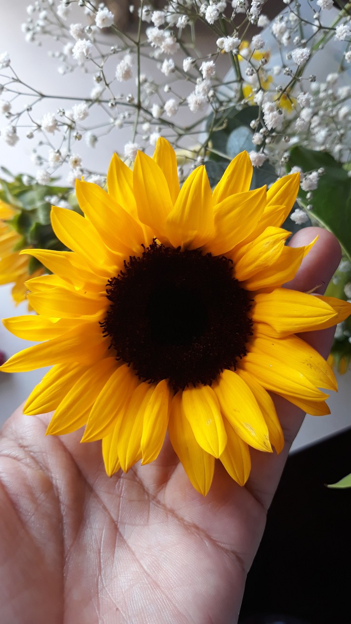 O raio de sol!