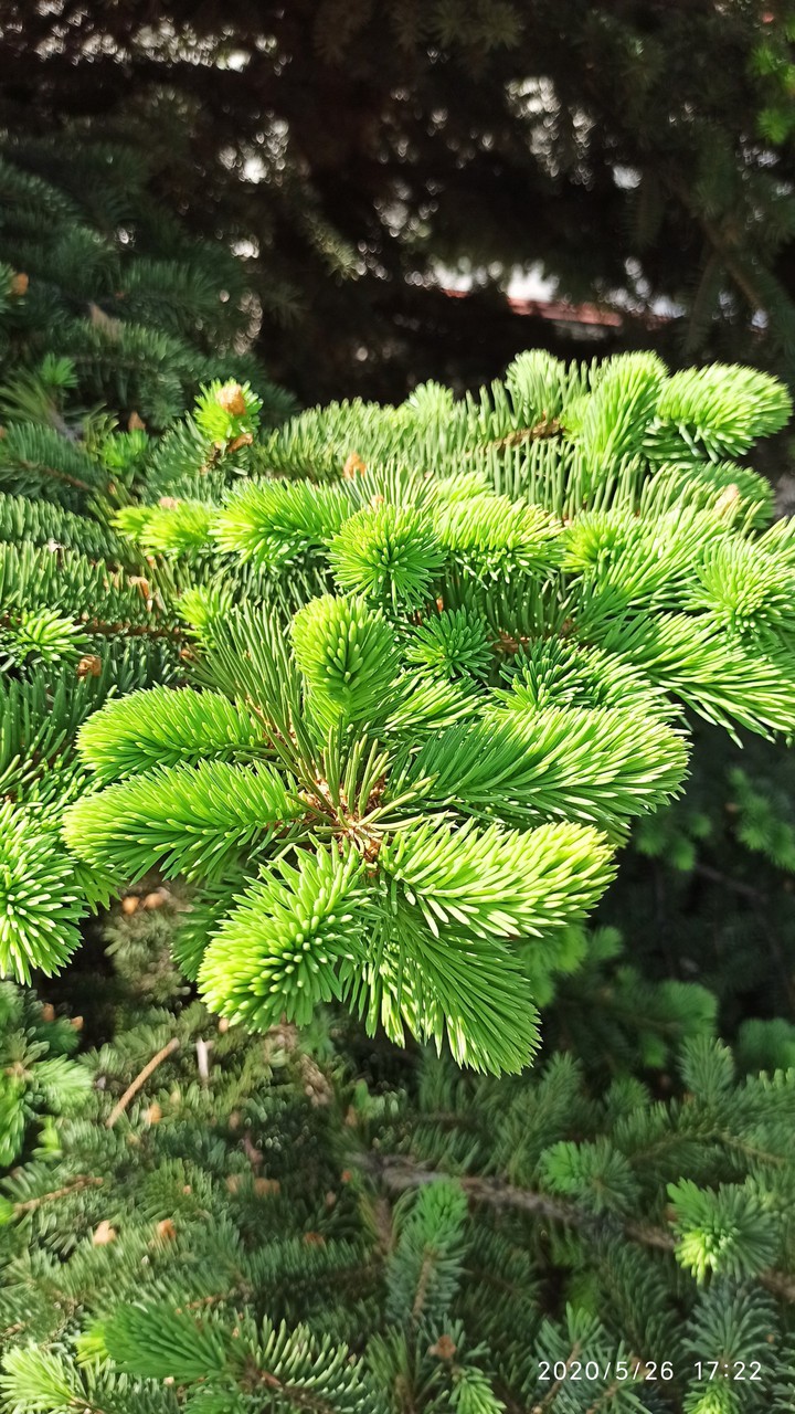 #tree