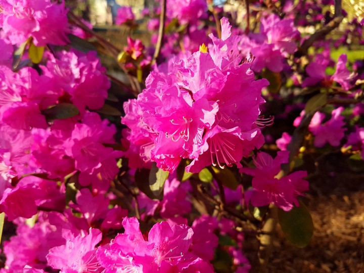 Pink flower