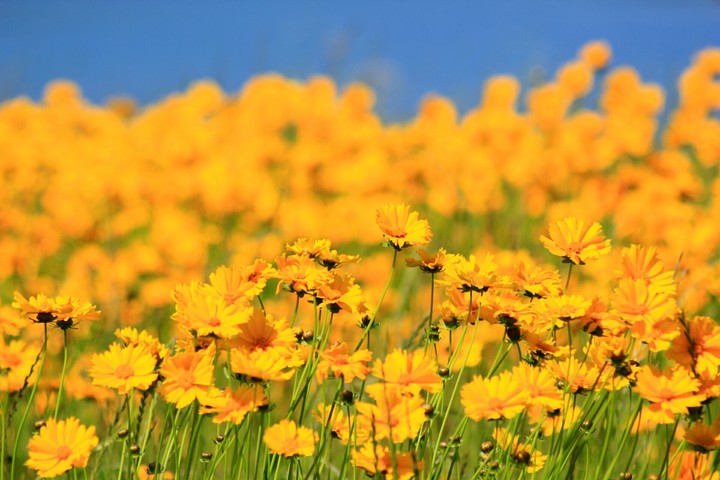 Yellow flowers