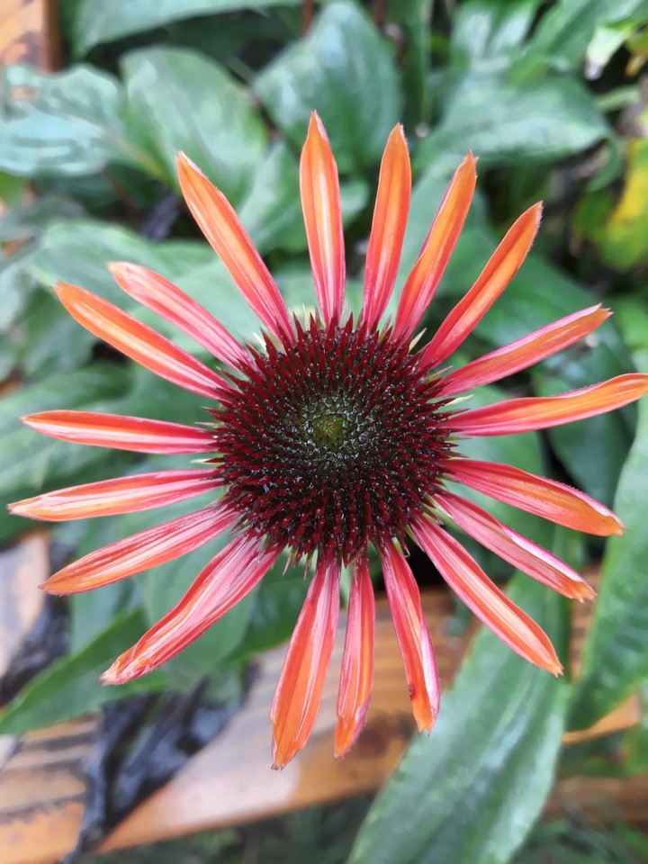 blume