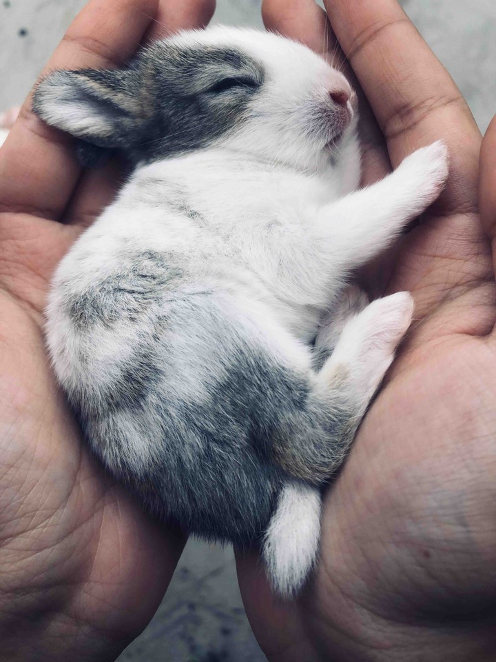 baby