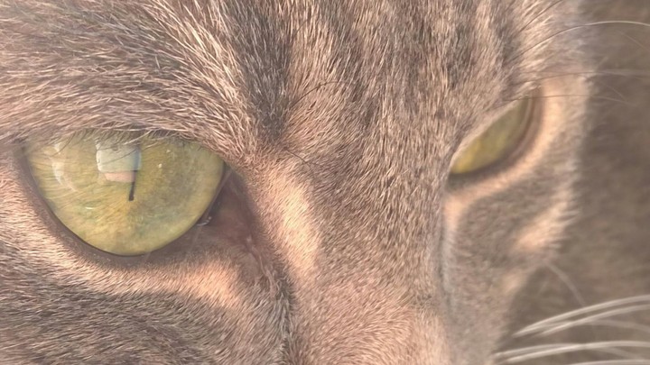 cat