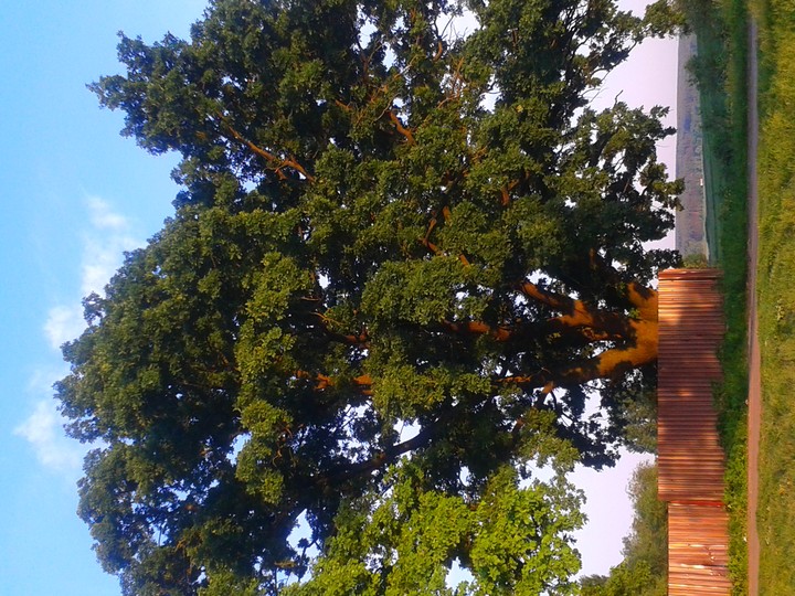 oak