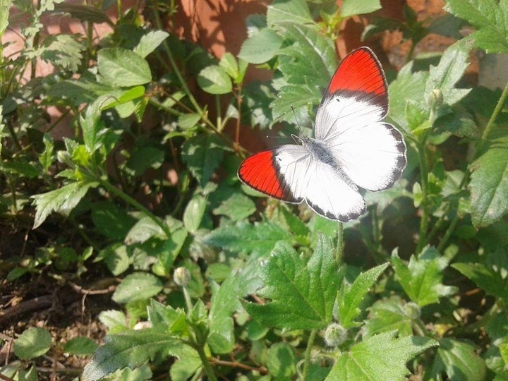 natural butterfly