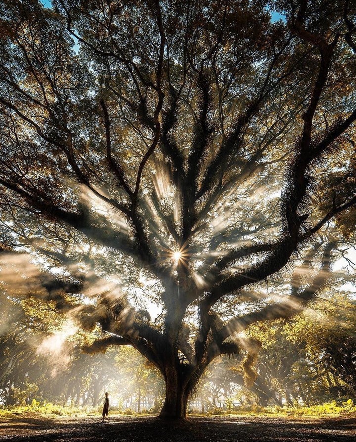 nature