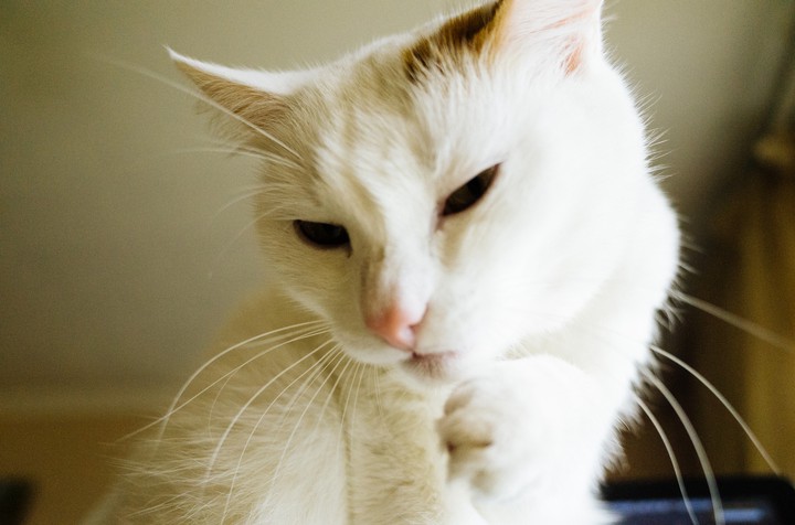 CUTE KITTY