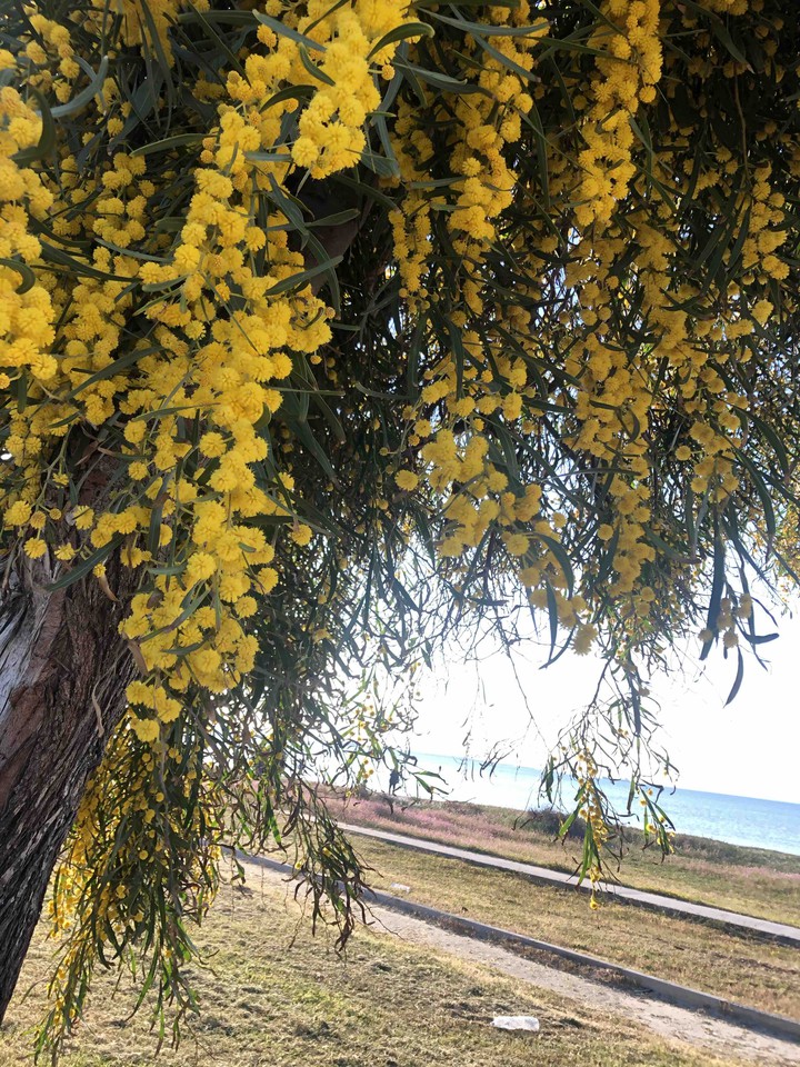 spring