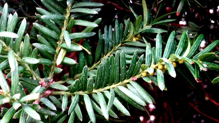 plant