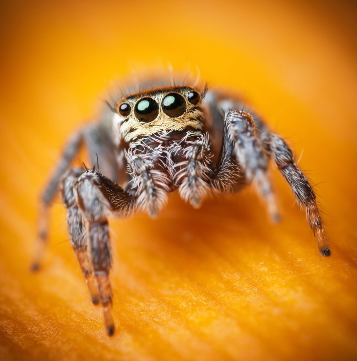 looking like bullet ant
