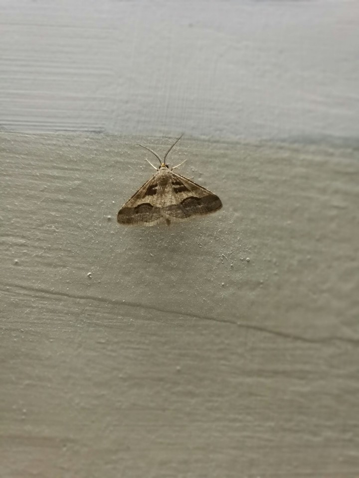 a bug
