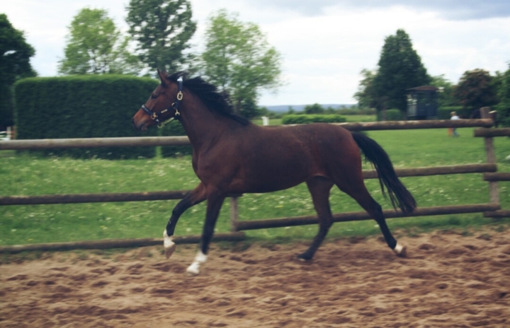 Amaretto