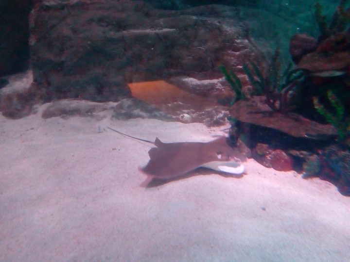 Stingray