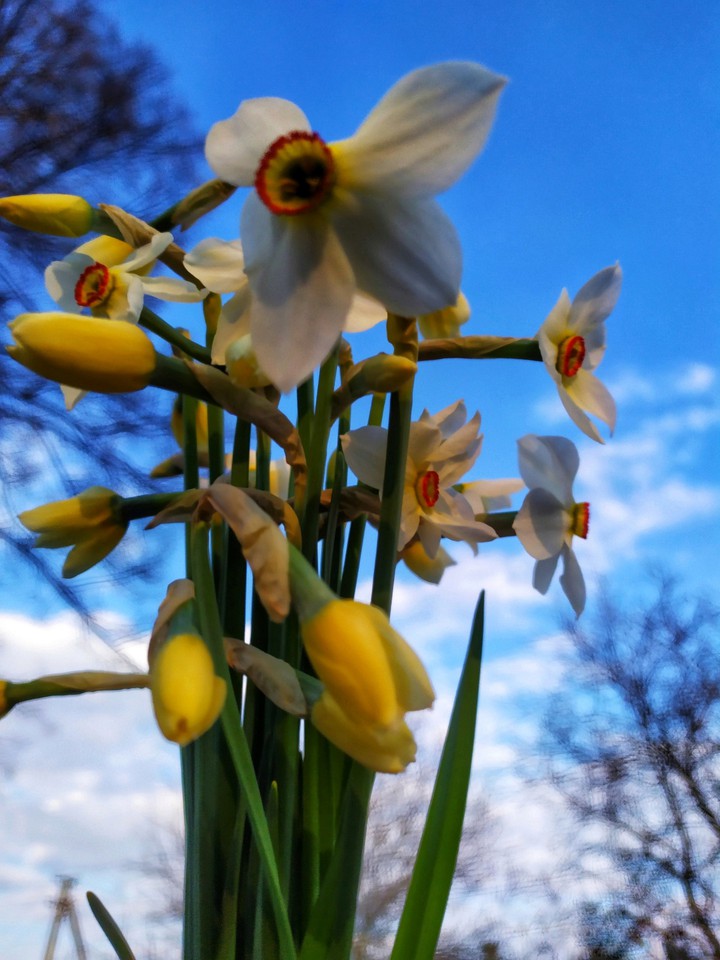 flowers