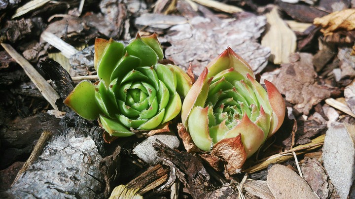 Our mini Roses