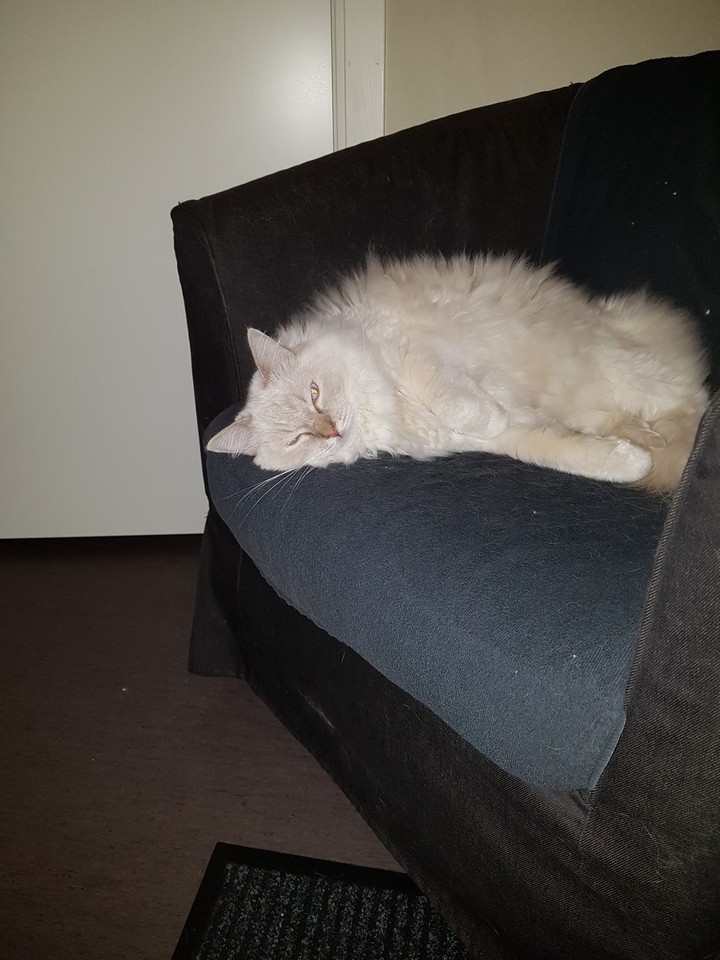 My Simba