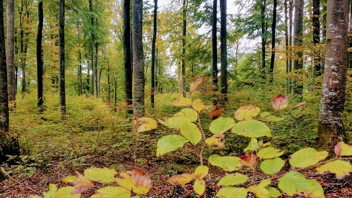 Herbst