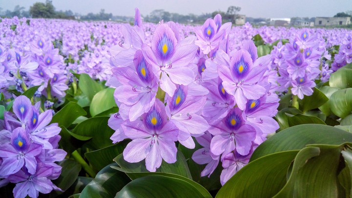 Water Hyacinth