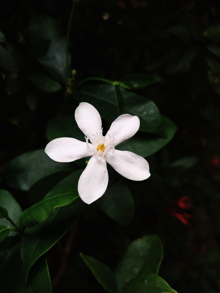 Idda flower