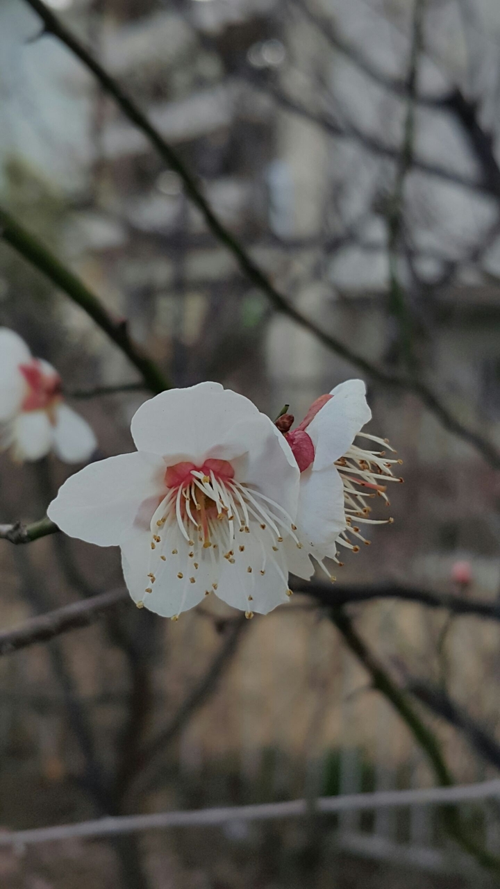 순수함