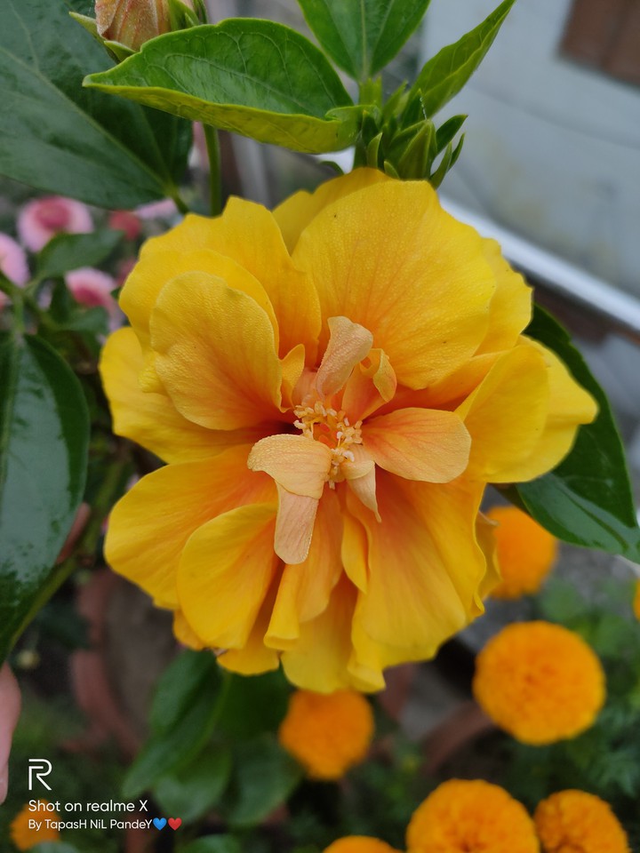 Yellow Hibiscus.. Click : BY ME..