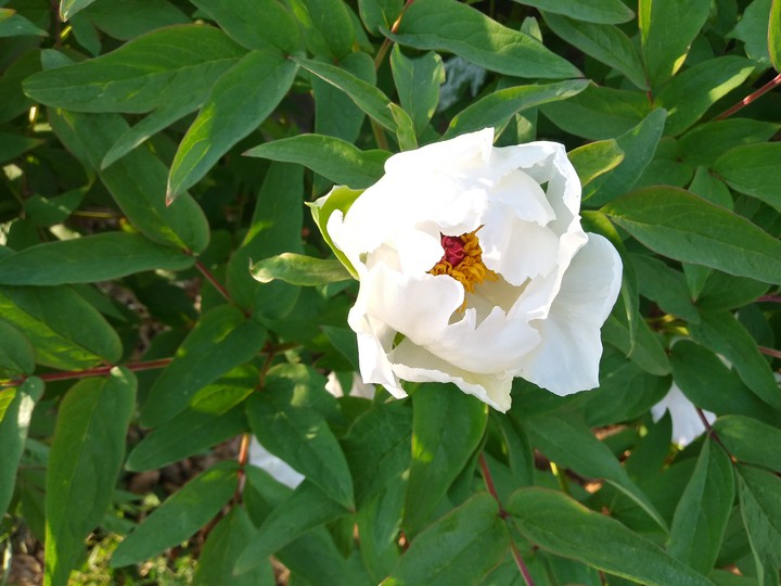 peonia