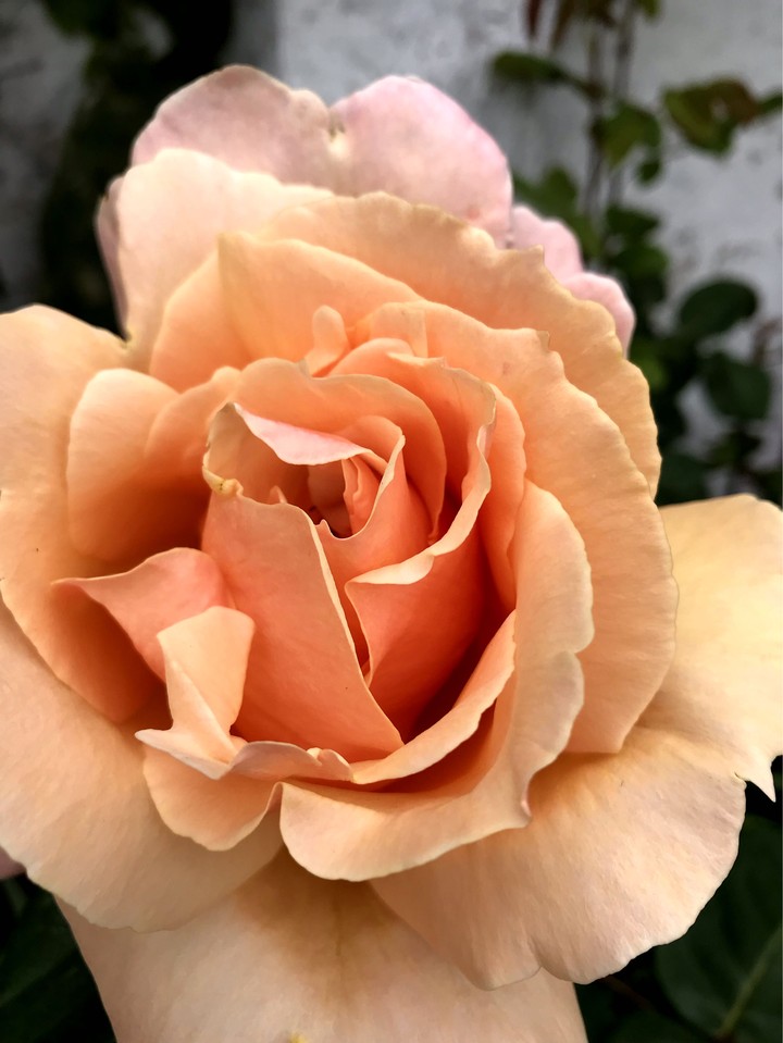roserose