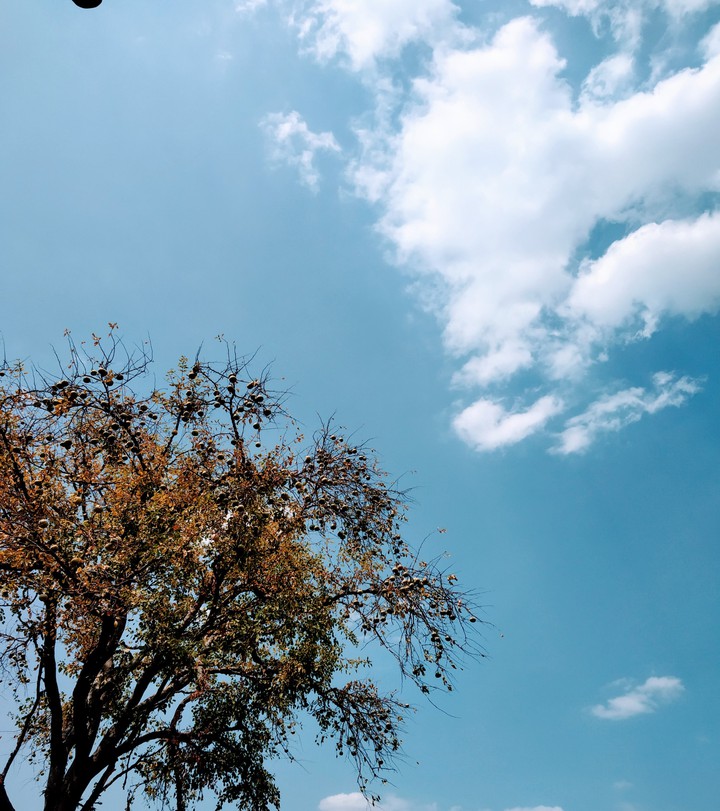 tree