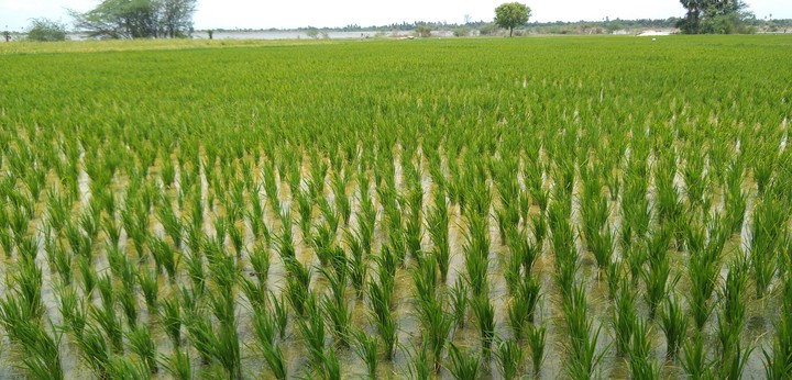 paddy field