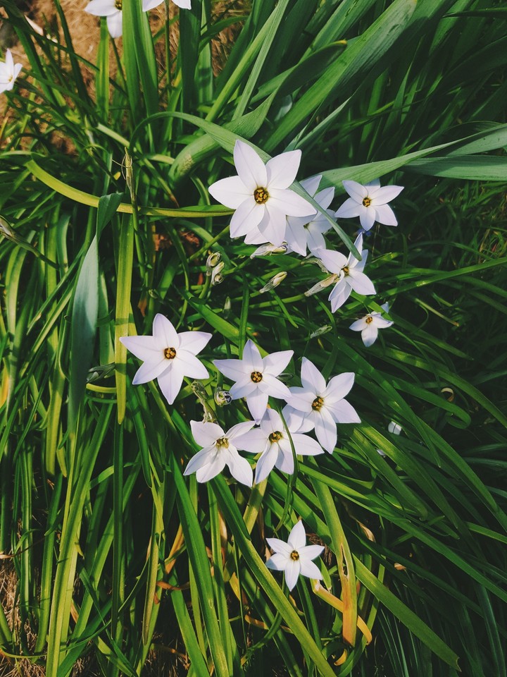 Blumen