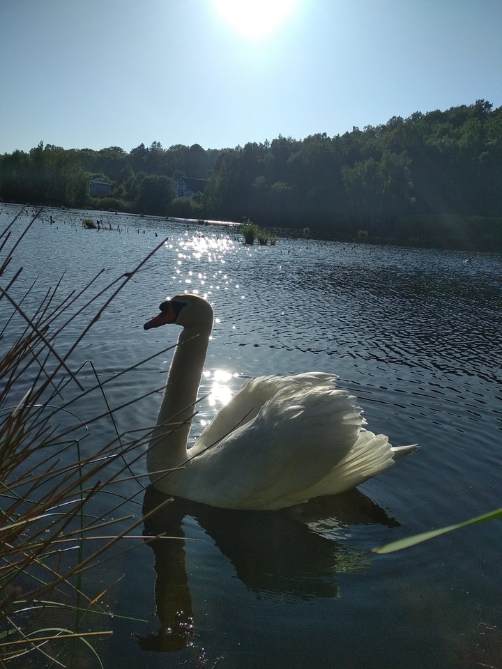 Swan