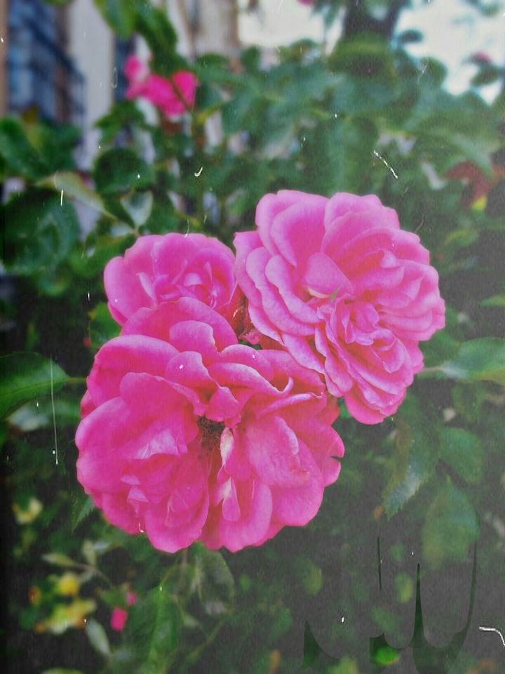 Flowers In A Park