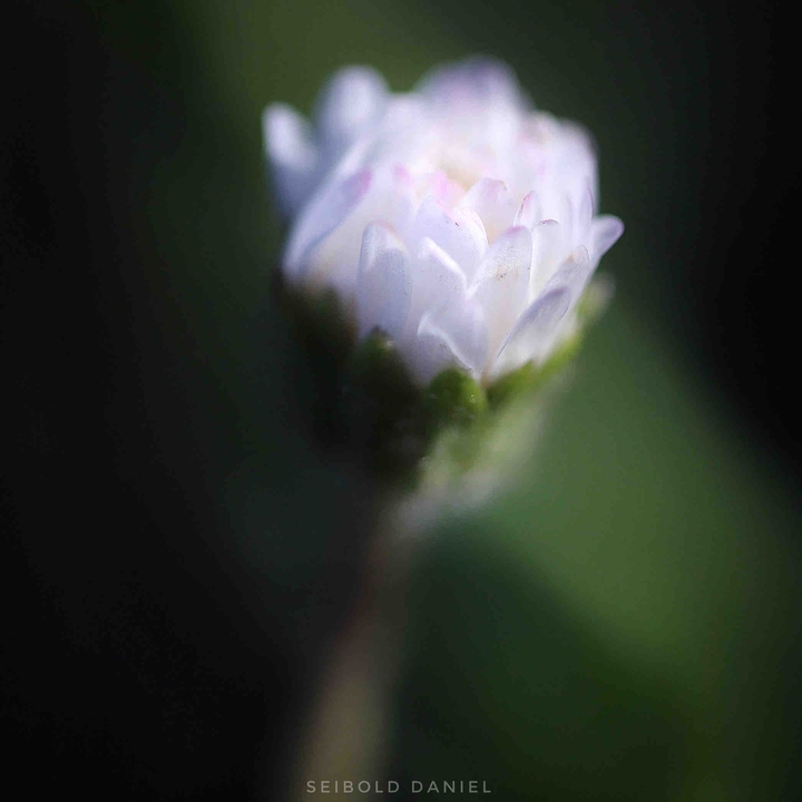 fotografie