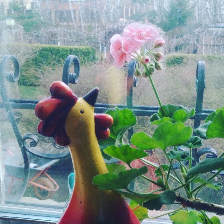 chicken home