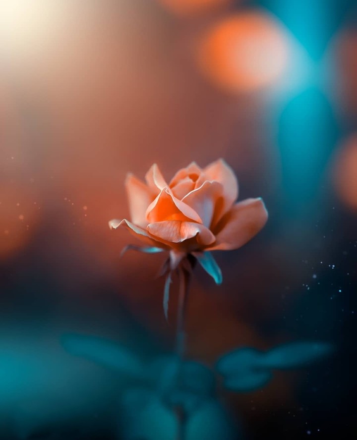 rose