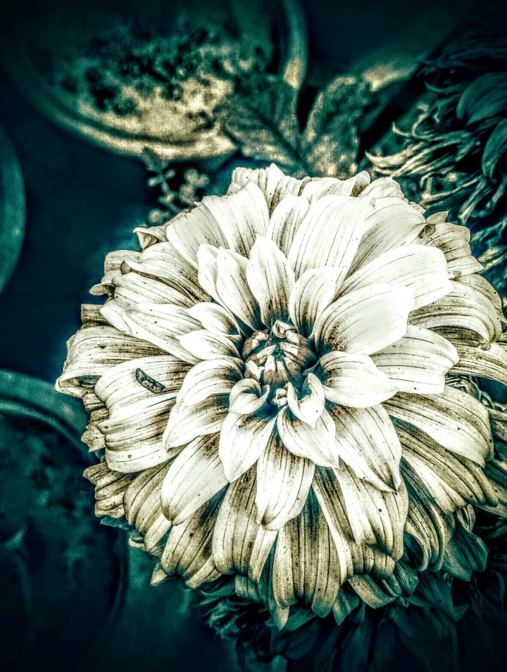 floral illustration